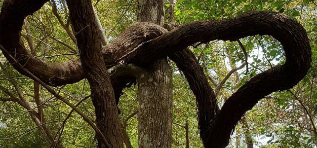 Crooked tree limb symbolic of scoliosis